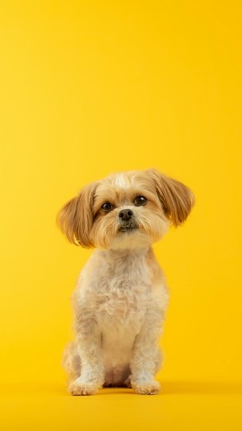 Cover art for the Pet Reel template